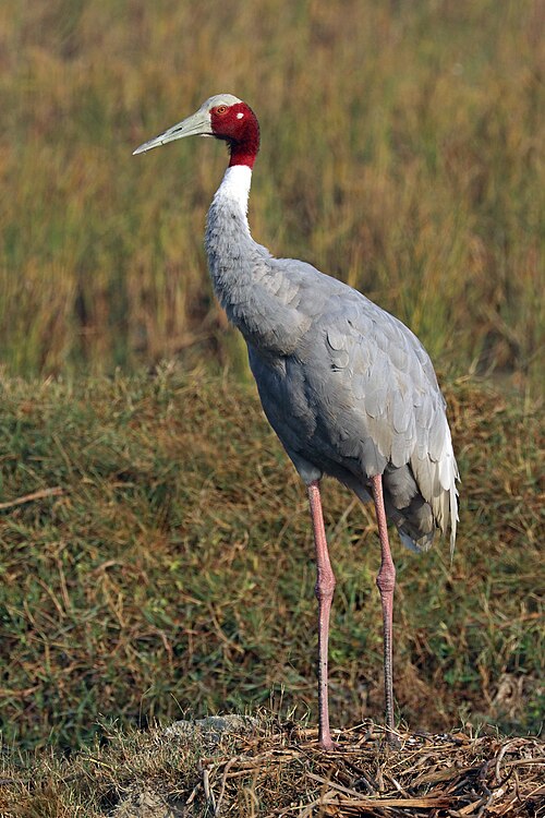 Sarus crane
